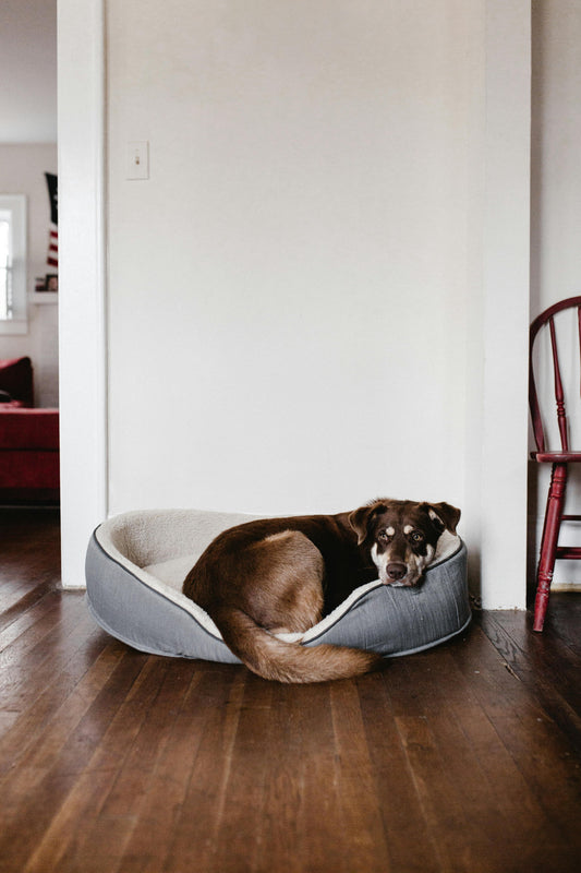 The Importance of Having a Dog Bed